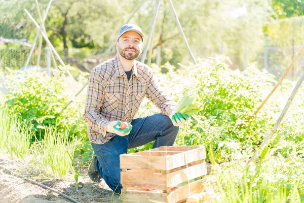 Agricultor Adulto Medio Con Verduras Orgánicas Cajón Madera Granja Durante — Foto de Stock
