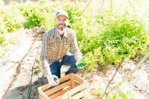 Χαμογελώντας Λατίνος Μεσήλικας Αγρότης Συγκομιδή Λαχανικών Στην Εκμετάλλευση Κατά Διάρκεια — Φωτογραφία Αρχείου