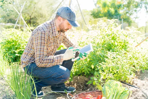 Agriculteur Utilisant Une Tablette Numérique Tout Examinant Les Plantes Dans — Photo