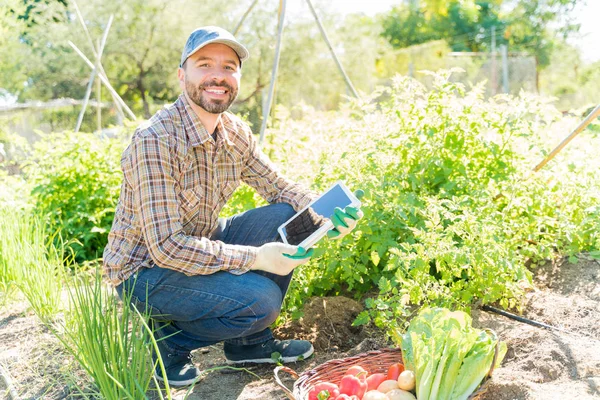 Smiling Latin farmer using digital tablet while harvesting vegetable in garden