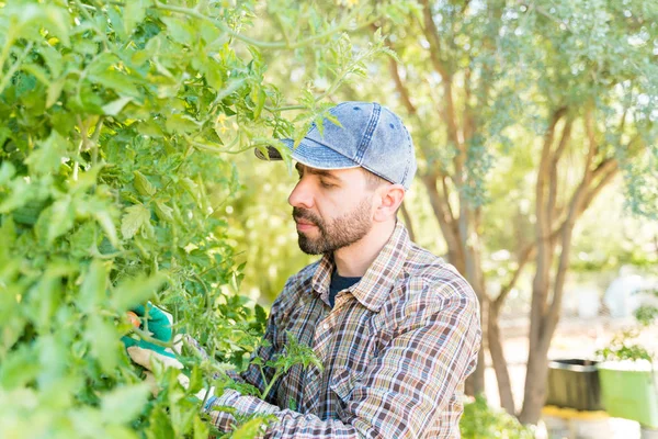 Μεσήλικας Αγρότης Που Εξετάζει Φυτά Τομάτας Στον Κήπο Λαχανικών — Φωτογραφία Αρχείου