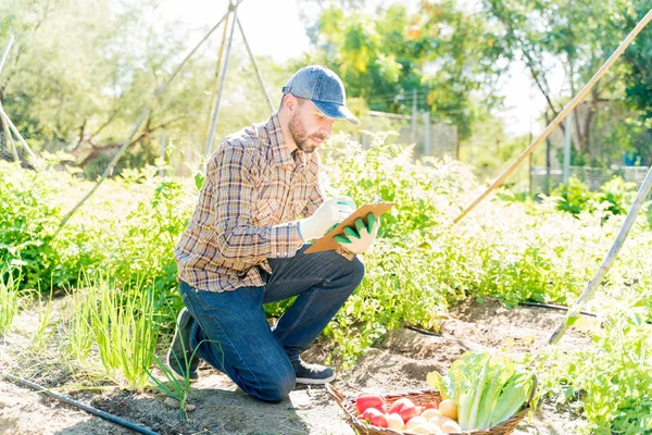 Agricultor Latino Adulto Escribiendo Portapapeles Mientras Examina Verduras Orgánicas Jardín —  Fotos de Stock