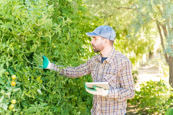Agricultor Hispano Examinando Plantas Tomate Mientras Usa Tableta Digital Huerta — Foto de Stock