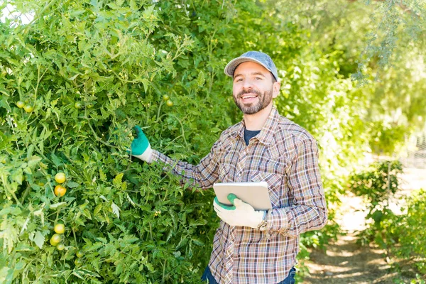 Granjero Macho Sonriente Con Tableta Digital Junto Las Plantas Granja — Foto de Stock