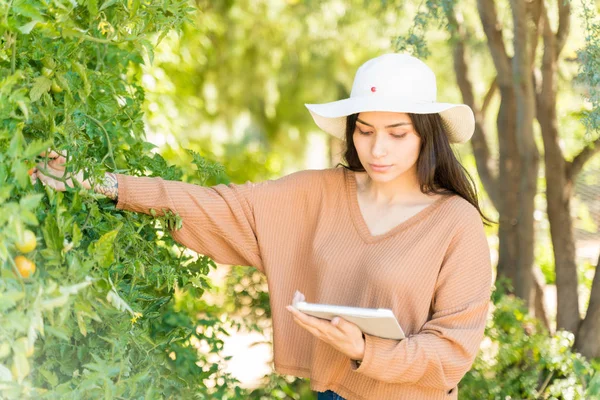 Agricultora Latina Examinando Plantas Tomate Mientras Usa Computadora Inalámbrica Huerta — Foto de Stock