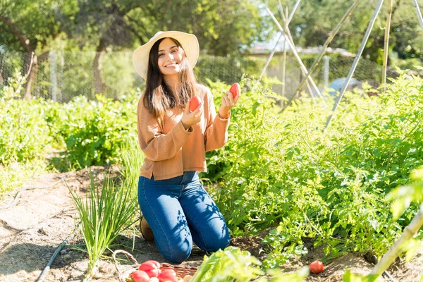 Smiling Hispanic Young Farmer Fresh Vegetables Farm Sunny Day — 스톡 사진
