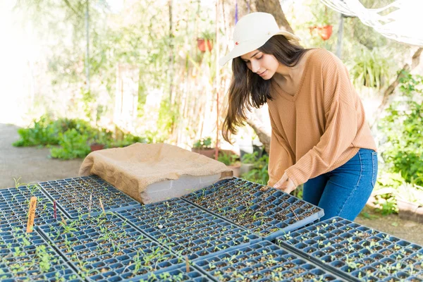 Agricultora Latina Examinando Bandeja Plántulas Mientras Trabaja Granja — Foto de Stock