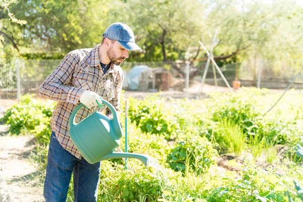 Farmer Zalévání Domácí Rostliny Zeleninové Zahradě Během Léta — Stock fotografie