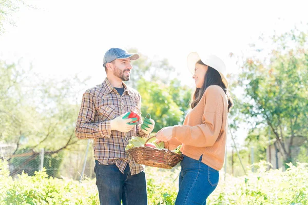 Couple Talking While Harvesting Fresh Vegetables Farm Sunny Day — Stock Photo, Image