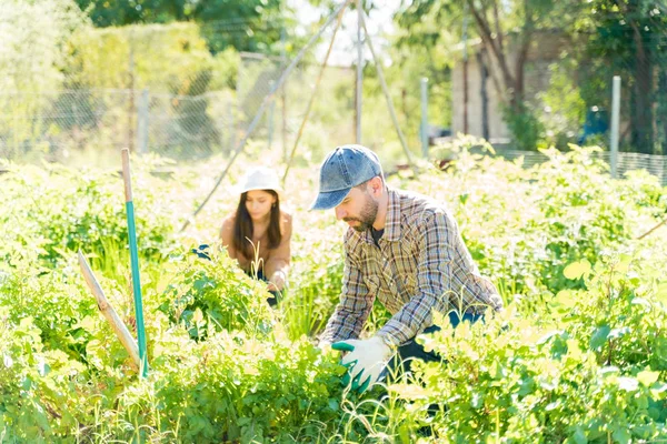 菜園で一緒に植物を収穫するカップル — ストック写真