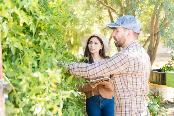 Žena Drží Digitální Tablet Zatímco Muž Zkoumá Rostliny Zeleninové Zahradě — Stock fotografie