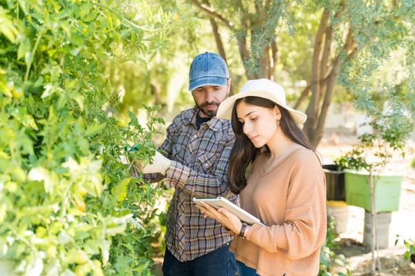 拉丁美洲妇女手持数码平板电脑 而中年男子则在农场检查蔬菜植物 — 图库照片