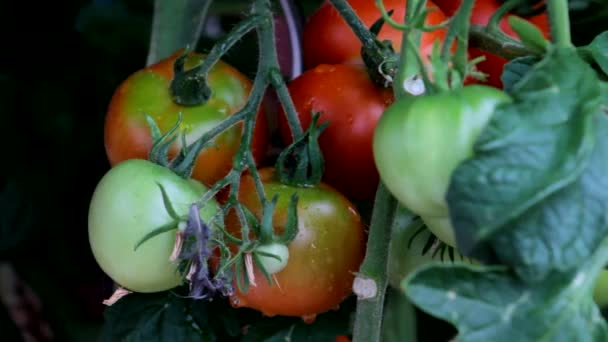 El gota tomate en