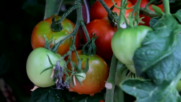 Uma videira de tomates crescentes com gotas de água — Vídeo de Stock