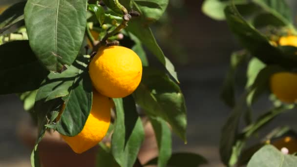 Знімок свіжих лимонів, що ростуть на дереві — стокове відео