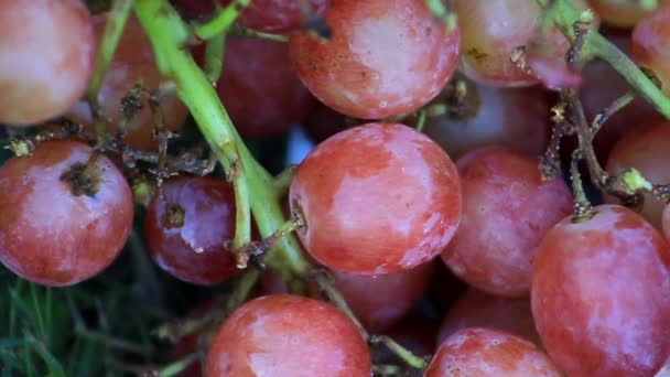 Закрыть (макро) кусочек красного винограда — стоковое видео