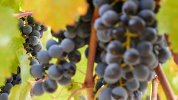 Tirez la mise au point à travers une vigne — Video