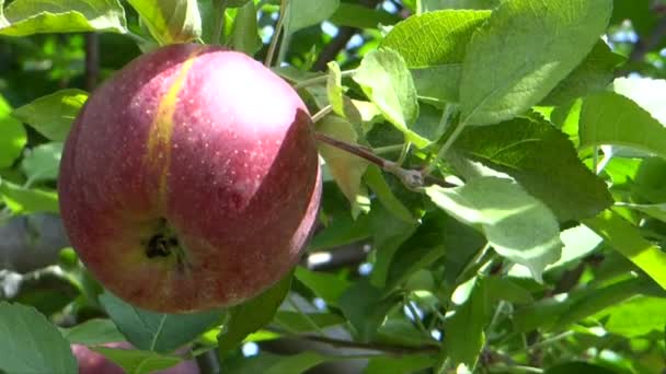 Powiew jesieni popycha, że słodki zapach słońcem dojrzałych pyszne jabłka, utrzymujące się na farmie — Wideo stockowe