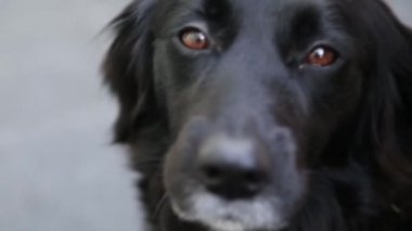 Yakın bir yukarı bir border collie çapraz labrador