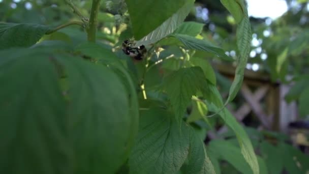 Ett bi som flyger runt bakgården hallon buskar i super slow motion — Stockvideo