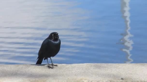 Un oiseau noir chantant au bord d'un lac — Video