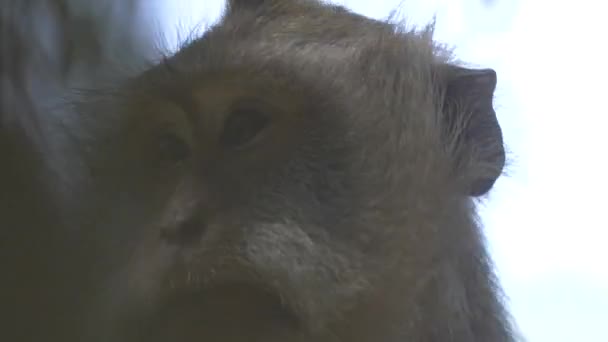 A close up shot of a macaque monkey looking around — Stock Video