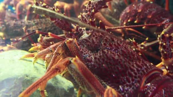 A collection of lobsters in a water tank at a food market — Stock Video