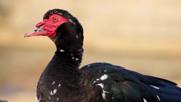 A close-up shot of a Domestic Muscovy Duck — Stock Video