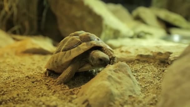 A couple of tortoises exploring their surroundings — Stock Video