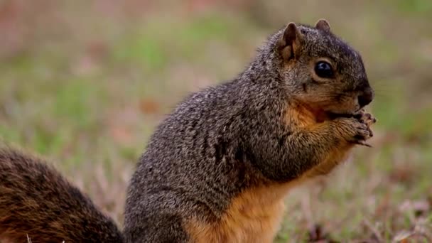 Un primer plano de una ardilla explorando la hierba, encontrando comida — Vídeos de Stock