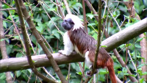 Un Tamarin Top de Algodón trepando por algunas ramas — Vídeo de stock