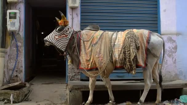 Eine Kuh mit Perlenkopfbedeckung und Decken — Stockvideo