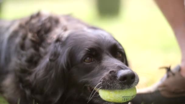 En hund som tuggar en tennisboll utomhus på en varm dag. — Stockvideo