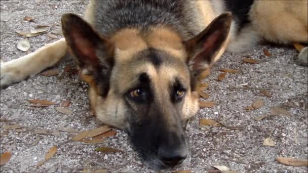 Un chien berger allemand regarde tristement dans la caméra — Video