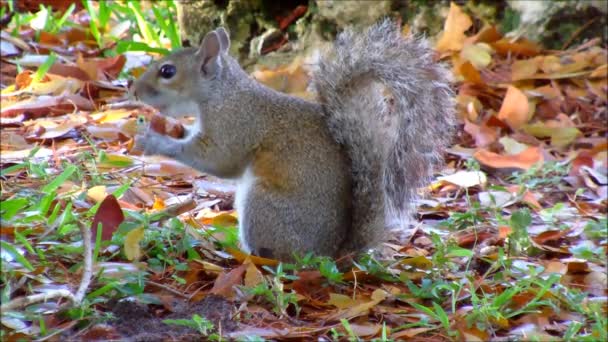 A grey squirrel chewing on a nut — Stock Video