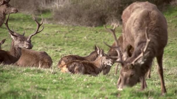 En flock hjortar som betar i parken — Stockvideo