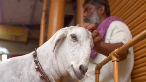A handheld shot of a man petting and stroking a white goat — Stock Video