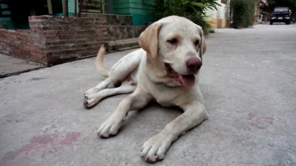 Een labrador hond vaststelling — Stockvideo