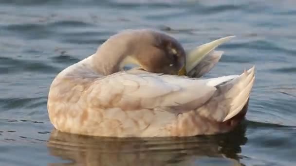 Een hybride mix tussen een wilde eend en een witte campbell-eend preens op het water — Stockvideo