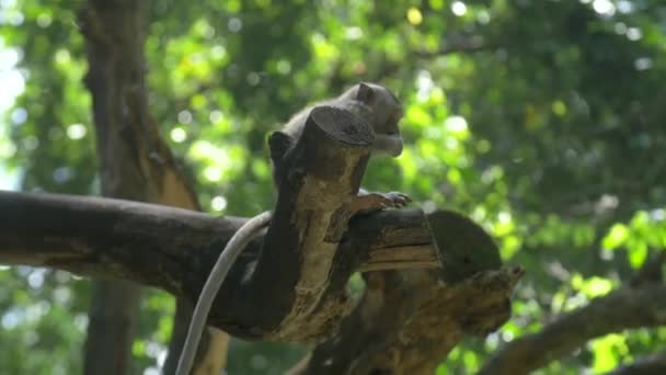 Een laag niveau shot van een kleine makaak zitten op een boomtak — Stockvideo