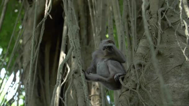 Ένας πίθηκος μακάκος ψάχνουν σκαρφαλωμένο μεταξύ δύο δέντρων — Αρχείο Βίντεο