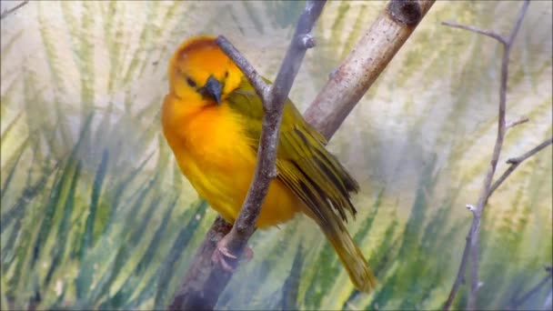 A male Taveta Weaver sitting on a branch and then takes off — Stock Video