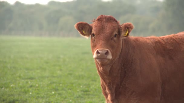 Un primo piano medio di una mucca limousin in un campo erboso — Video Stock