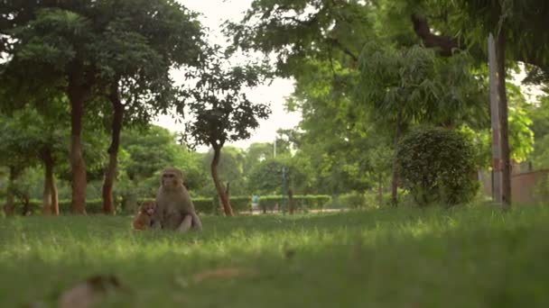 Um macaco carregando seu bebê em um campo — Vídeo de Stock