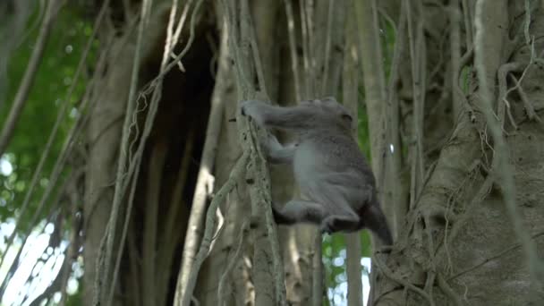 A Macaque Monkey Swinging And Leaping Between Branches And Vines