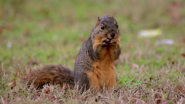 Un tiro medio de una ardilla mientras explora la hierba — Vídeos de Stock