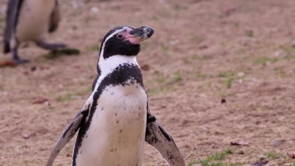 Een pinguïn rondkijken — Stockvideo