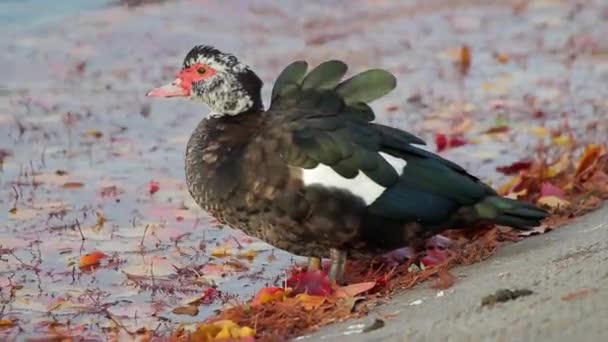 Un pato moscovita junto al agua llena de hojas otoñales — Vídeo de stock