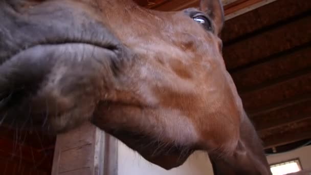 Ein Rennpferd prahlt vor der Kamera — Stockvideo