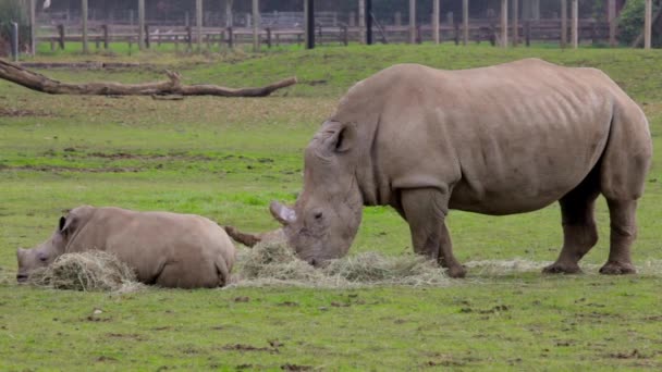 A Rhino mother and child  relaxing — Stock Video